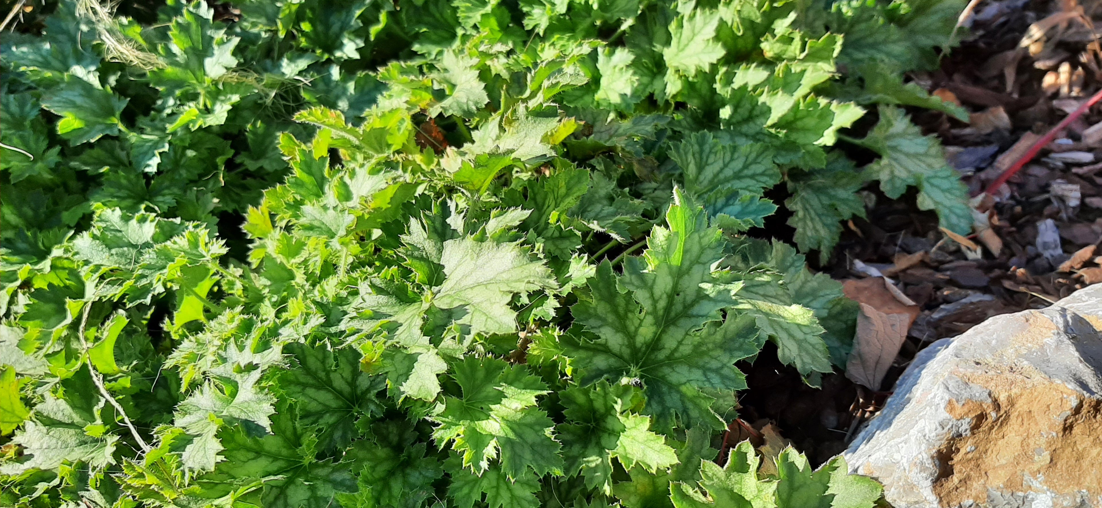 Heuchera im Beet 