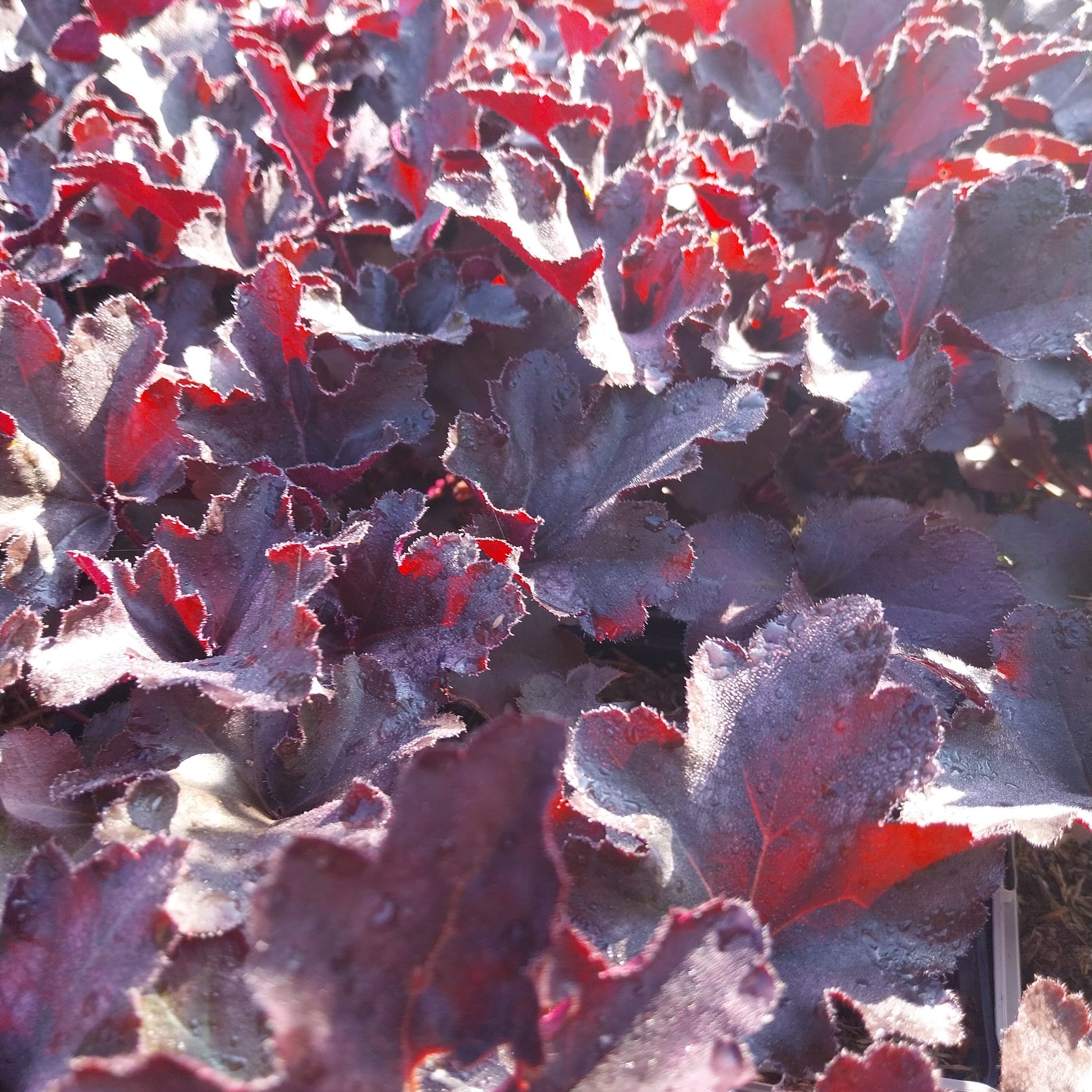 Heuchera micrantha 'Black Pearl' Silberglöckchen