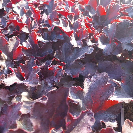 Heuchera micrantha 'Black Pearl' Silberglöckchen