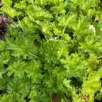Heuchera micrantha 'Paris'