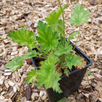 Heuchera micrantha 'Paris' 