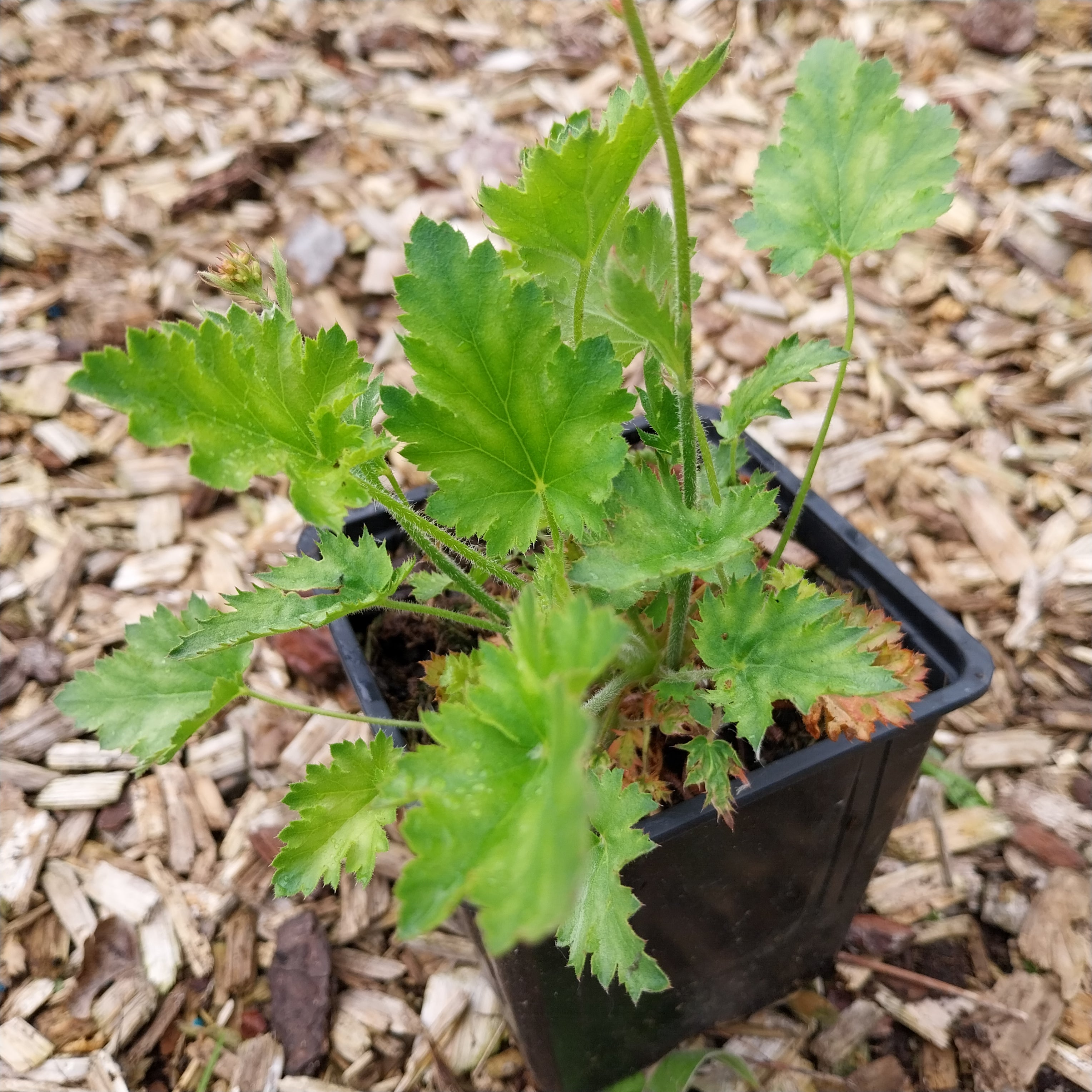Heuchera micrantha 'Paris' 
