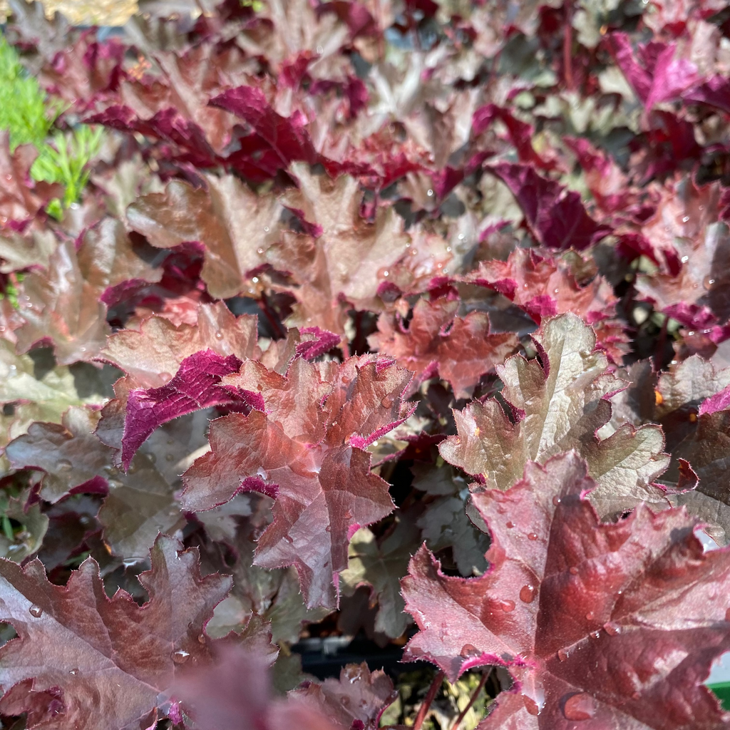 Heuchera micrantha 'Purple Petticoats'