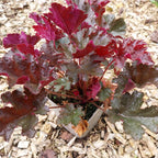 Heuchera micrantha 'Purple Petticoats'