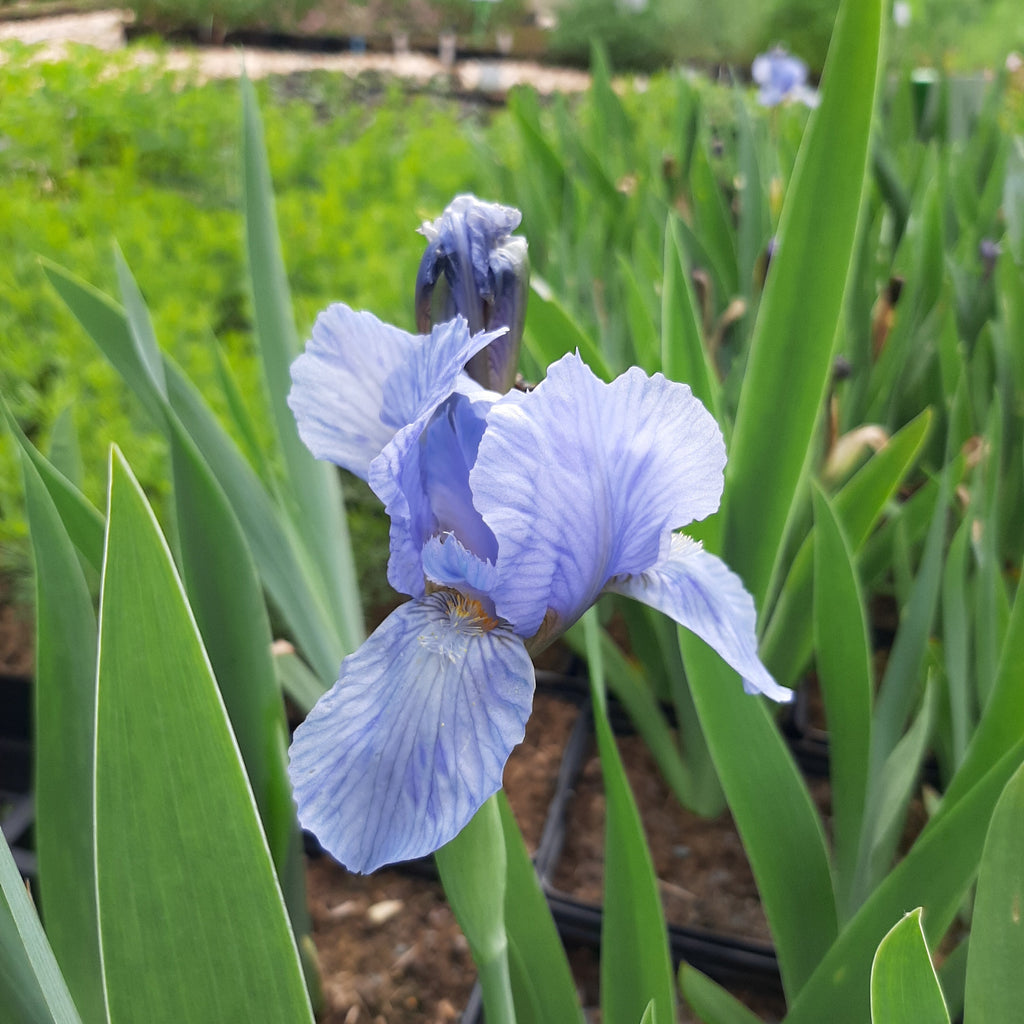Hohe Garten-Schwertlilie