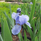 Hohe Garten-Schwertlilie