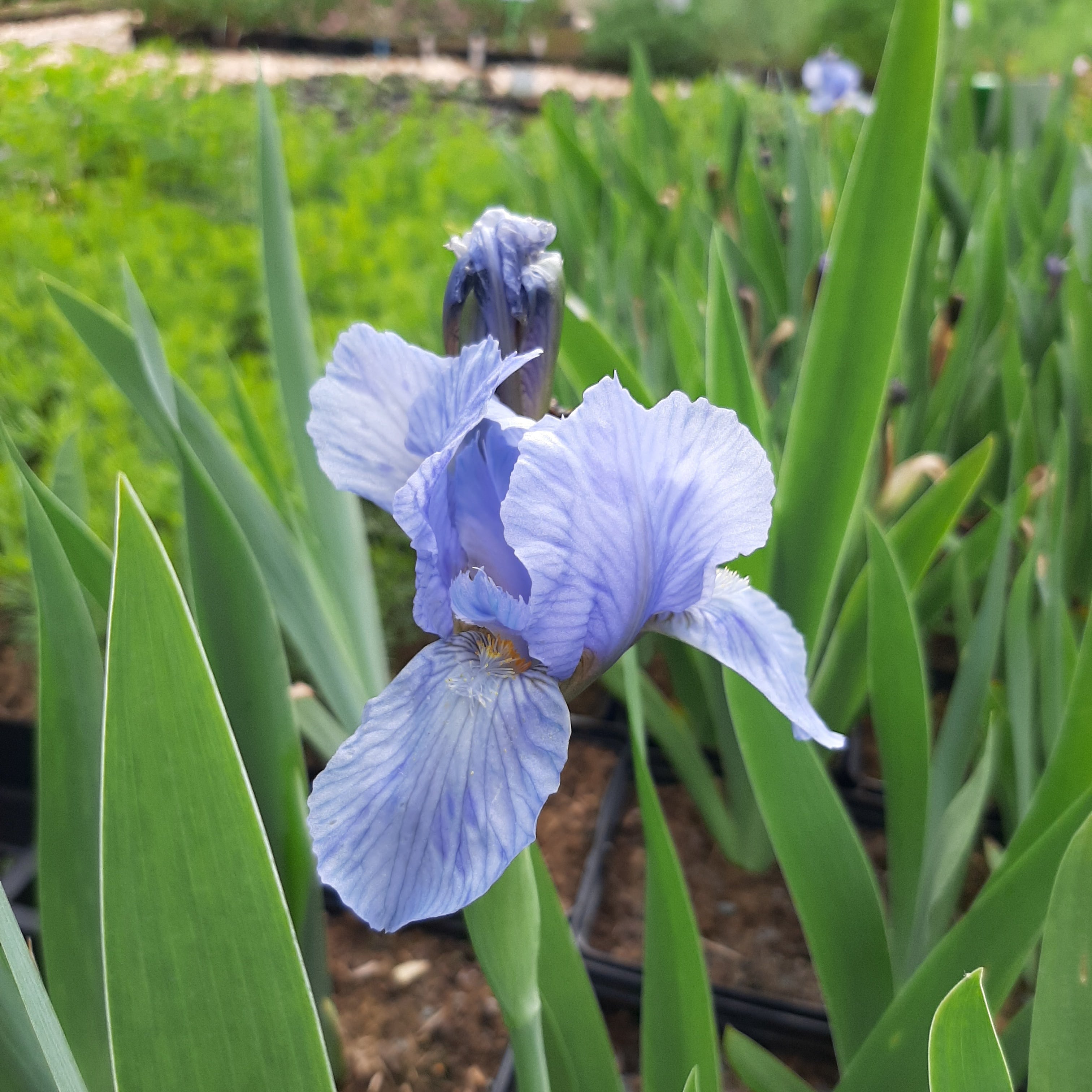 Hohe Garten-Schwertlilie