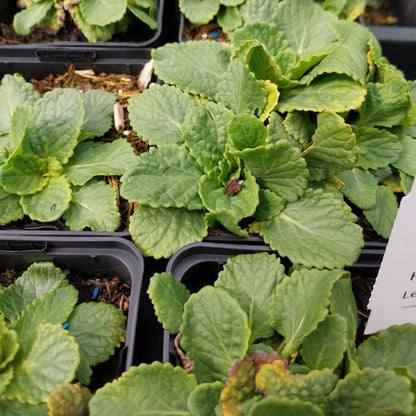 Horminum pyrenaicum alboviolaceum Drachenmäulchen