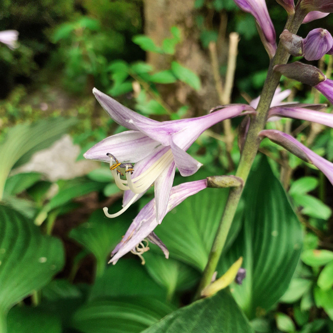 Hosta × fortunei 'Hyacinthina'