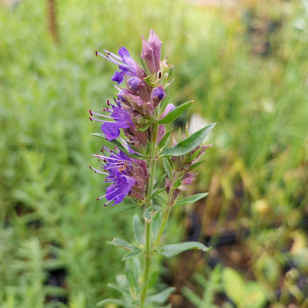 Hyssopus officinalis Apotheker-Ysop