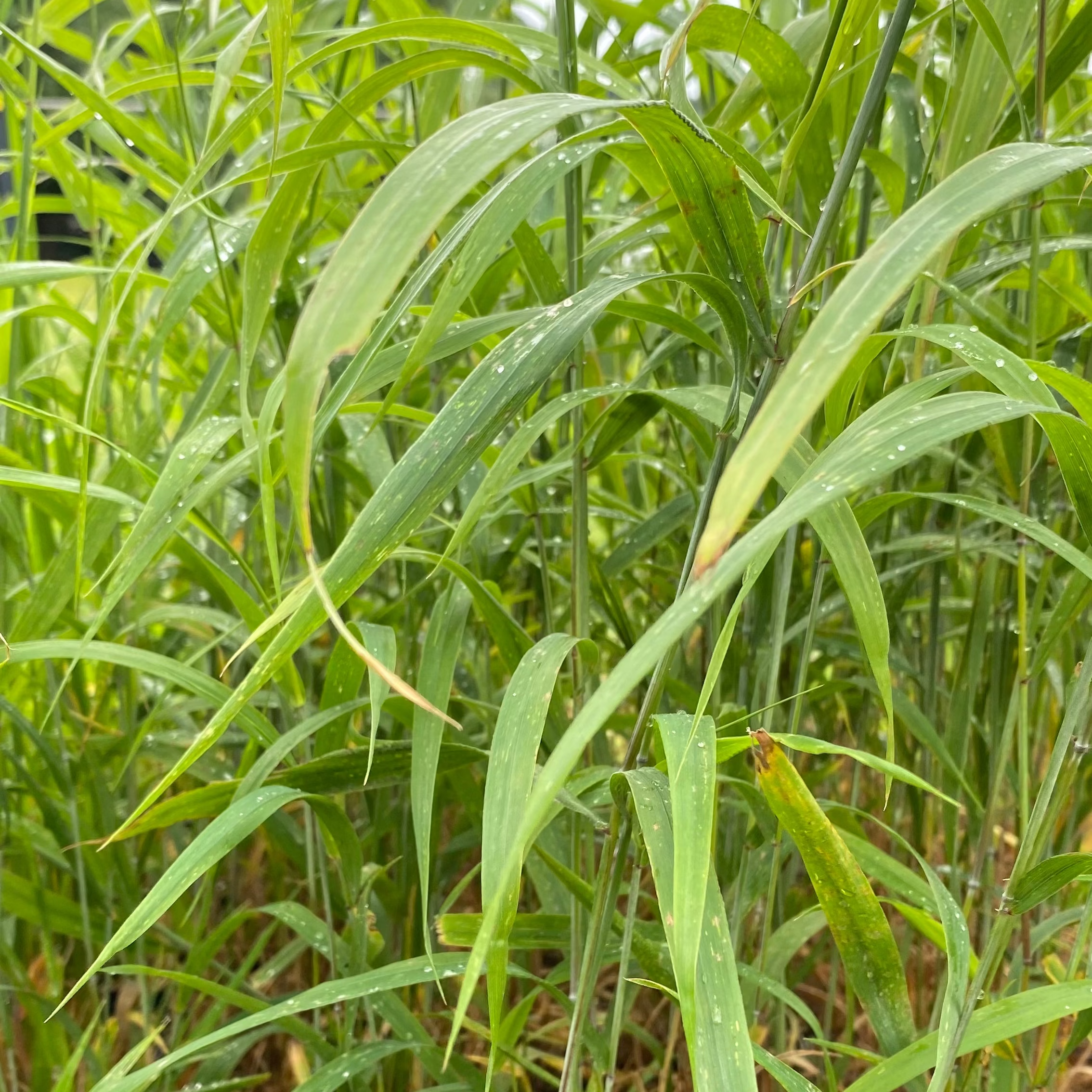 Hystrix patula Flaschenbürstengras