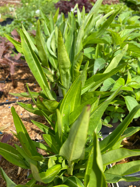 Stokesia laevis 'Träumerei' Kornblumenaster