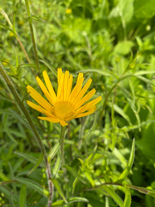 Buphthalmum salicifolium Ochsenauge