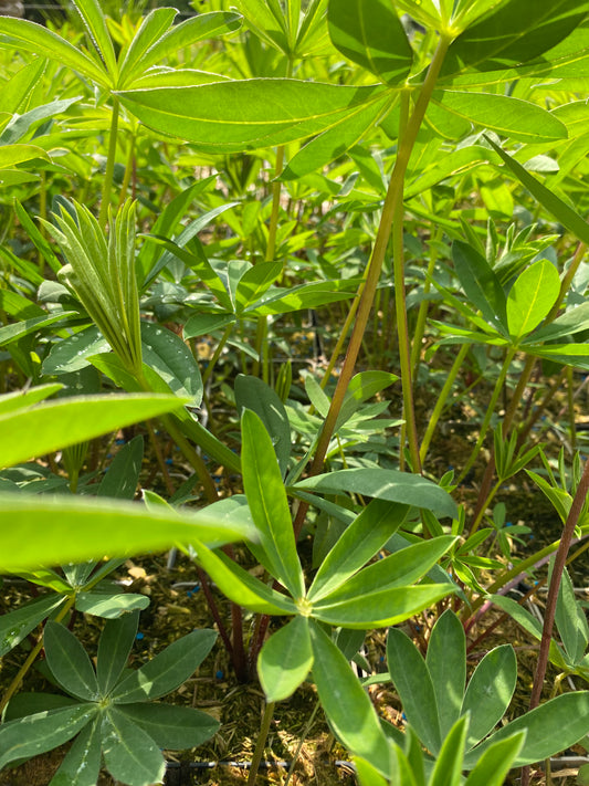 Lupinus polyphyllus 'Kastellan' Lupine