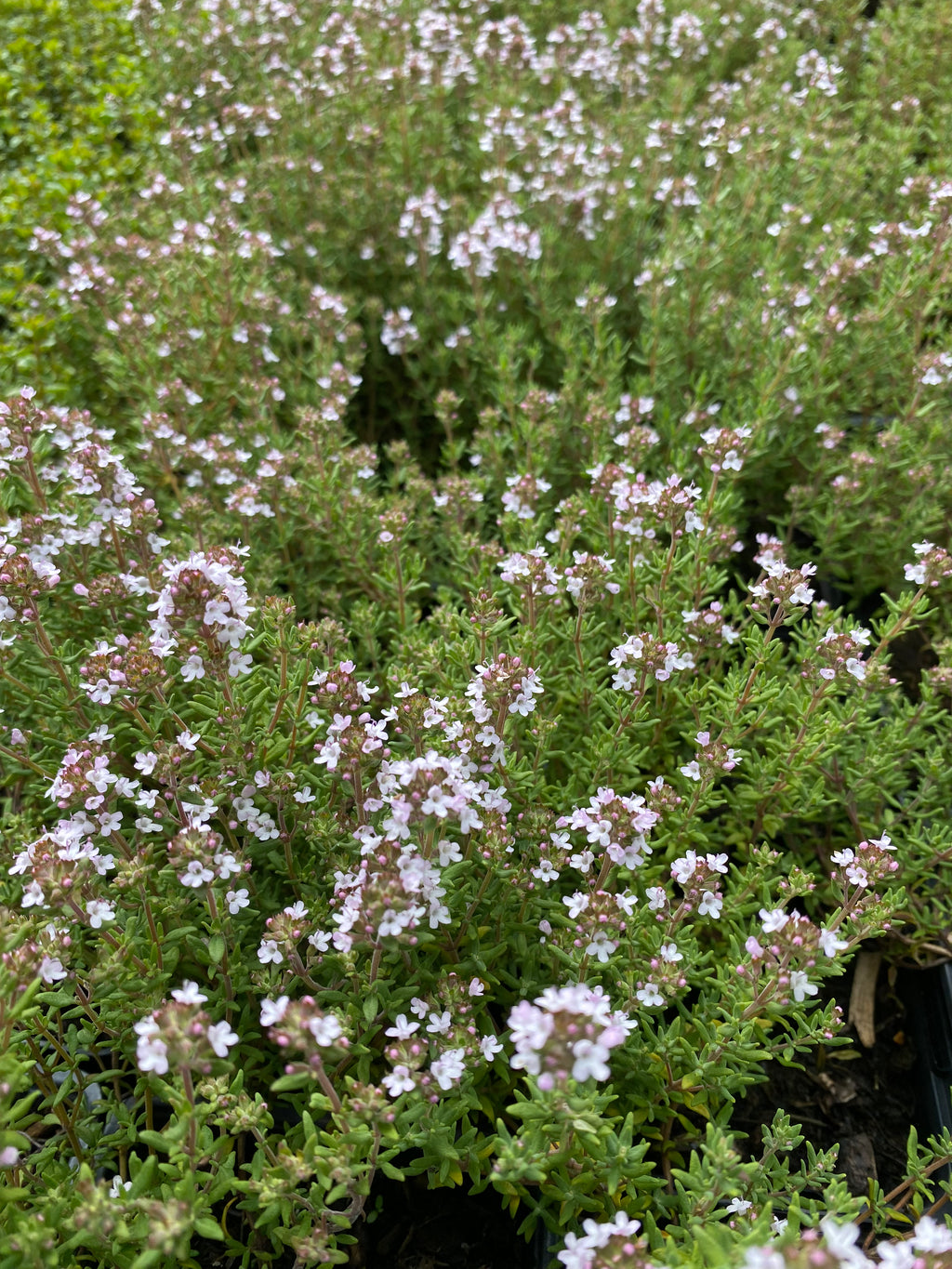 Thymus vulgaris Echter Thymian
