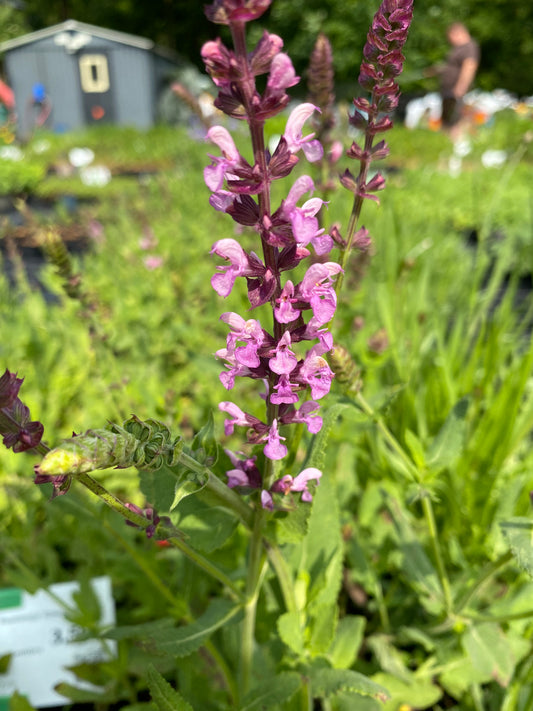 Salvia nemorosa 'Rosakönigin' Blüten-Salbei