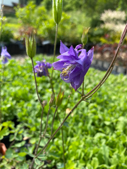 Aquilegia vulgaris Gewöhnliche Akelei