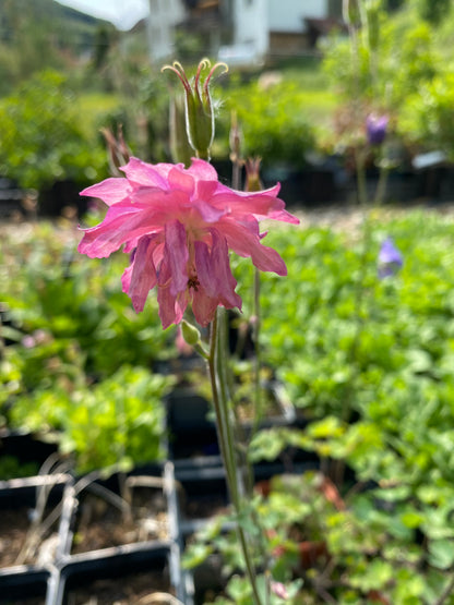 Aquilegia vulgaris Gewöhnliche Akelei