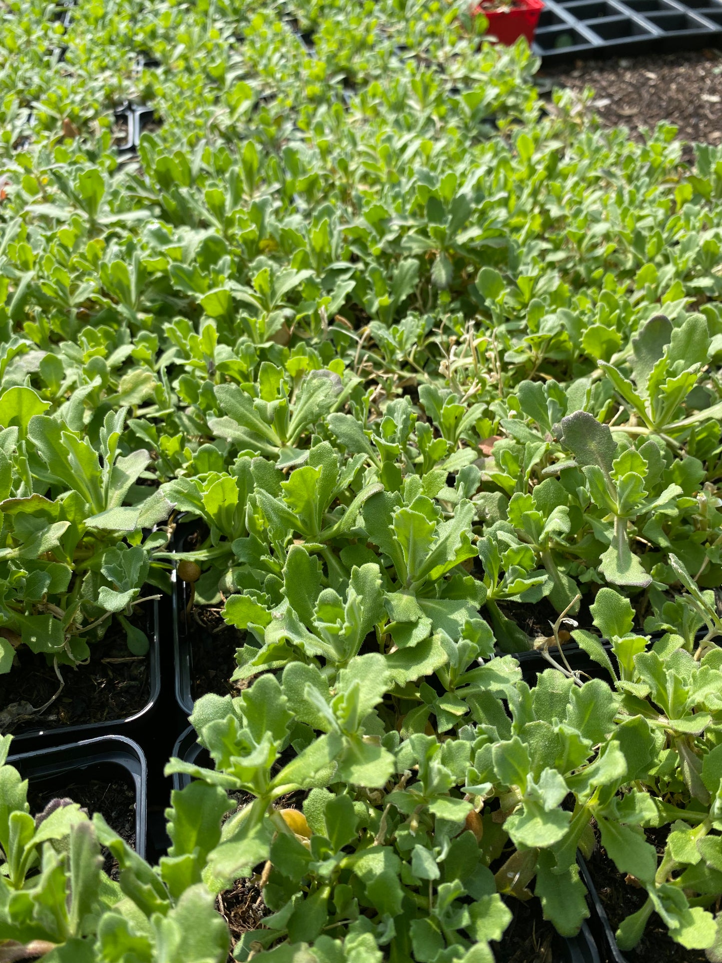 Arabis caucasica 'Schneeball' Gänsekresse