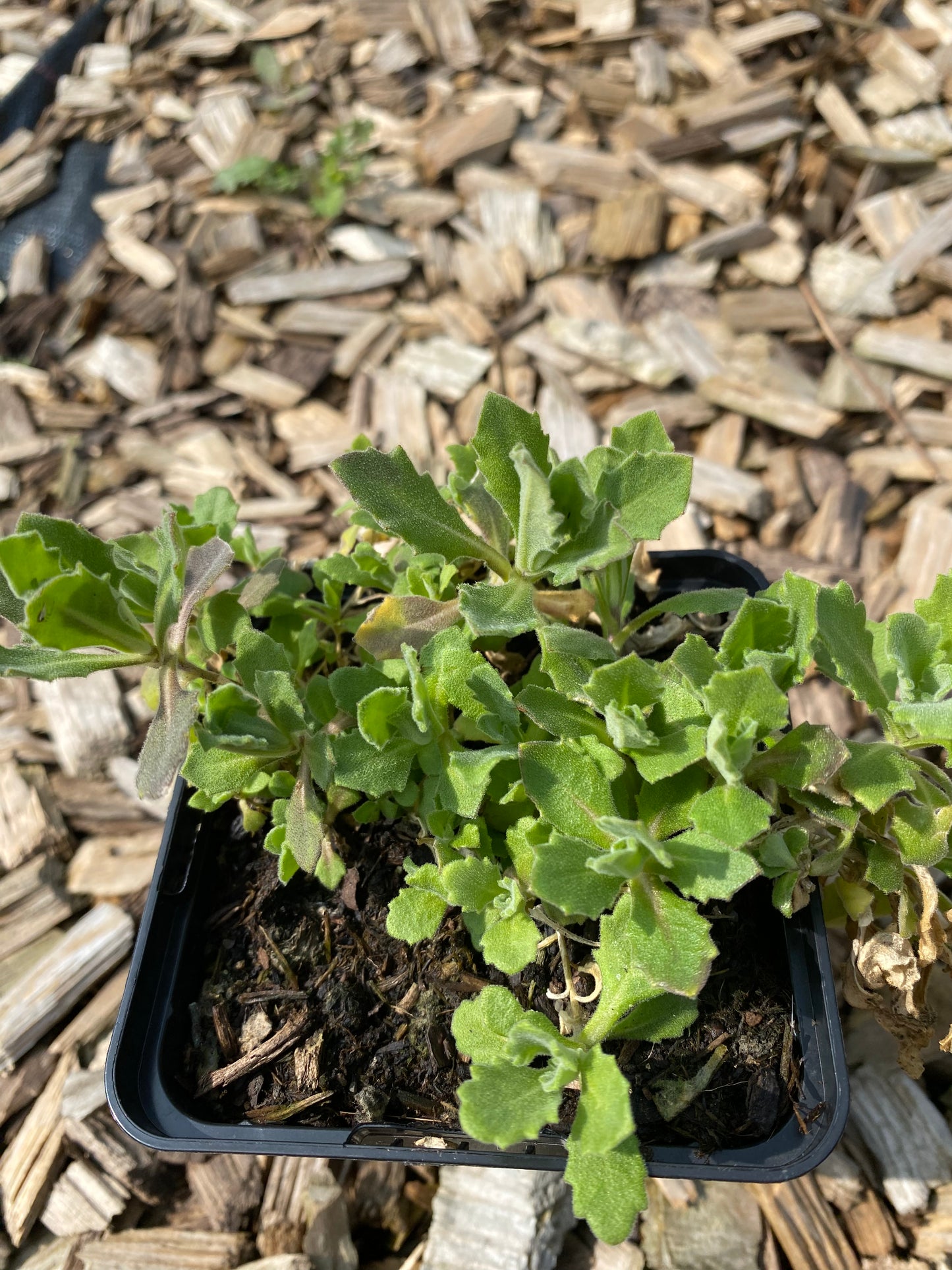 Arabis caucasica 'Schneeball' Gänsekresse