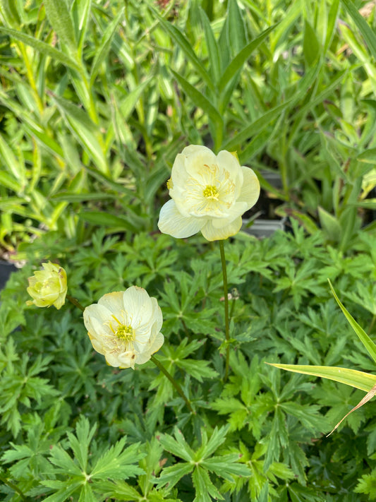 Trollius × cultorum 'Taleggio' Trollblume