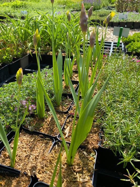 Allium moly Gold-Lauch