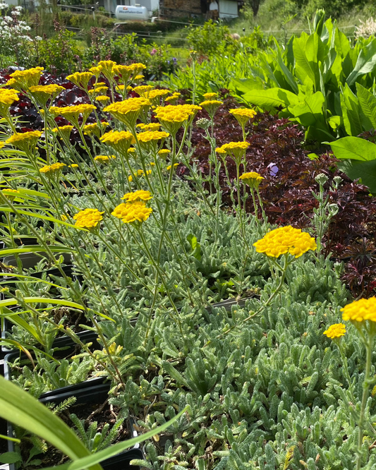 Achillea tomentosa 'Aurea' Teppich- Garbe