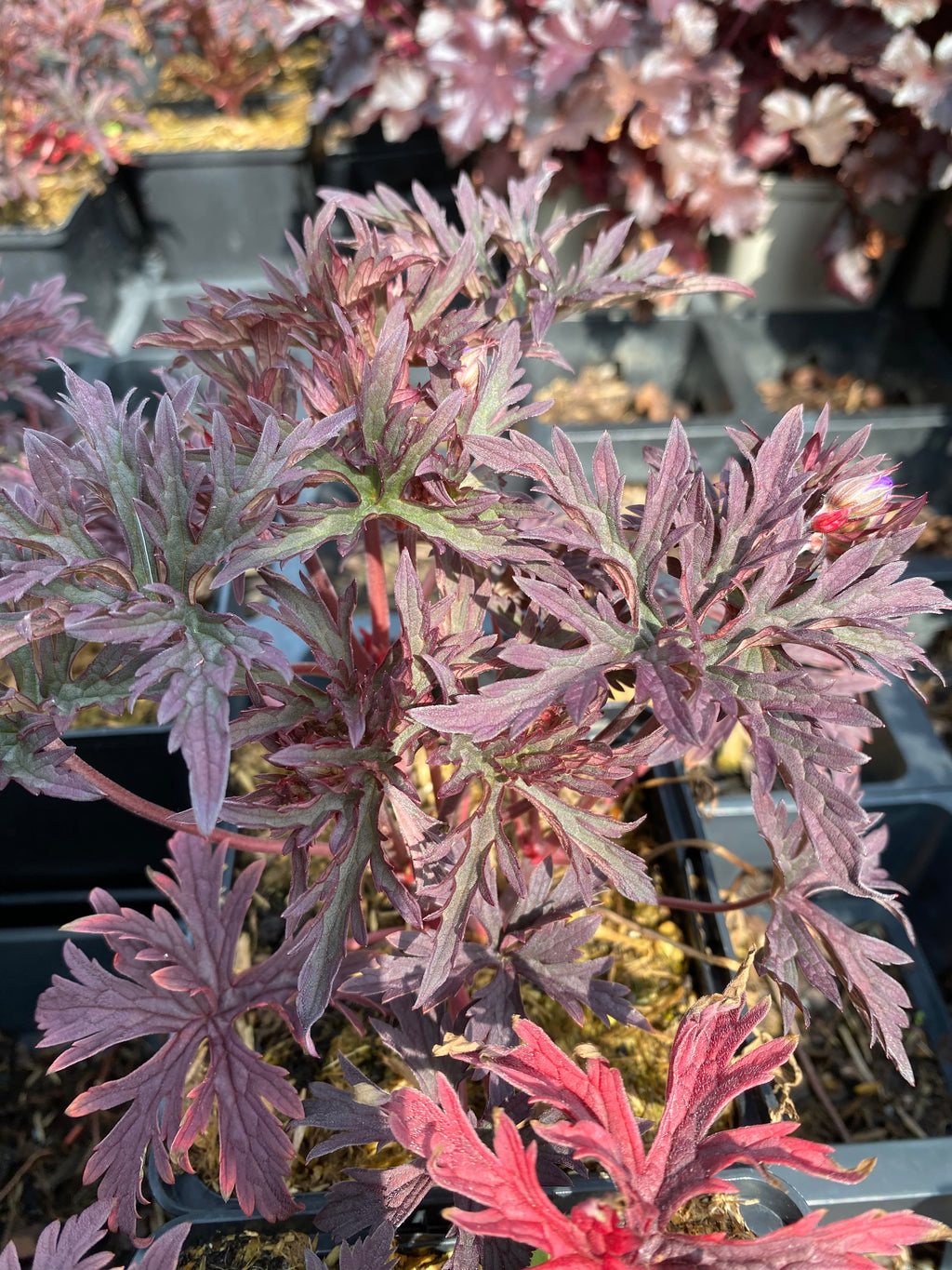 Geranium pratense 'Dark Reiter' Storchschnabel