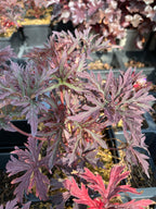 Geranium pratense 'Dark Reiter' Storchschnabel