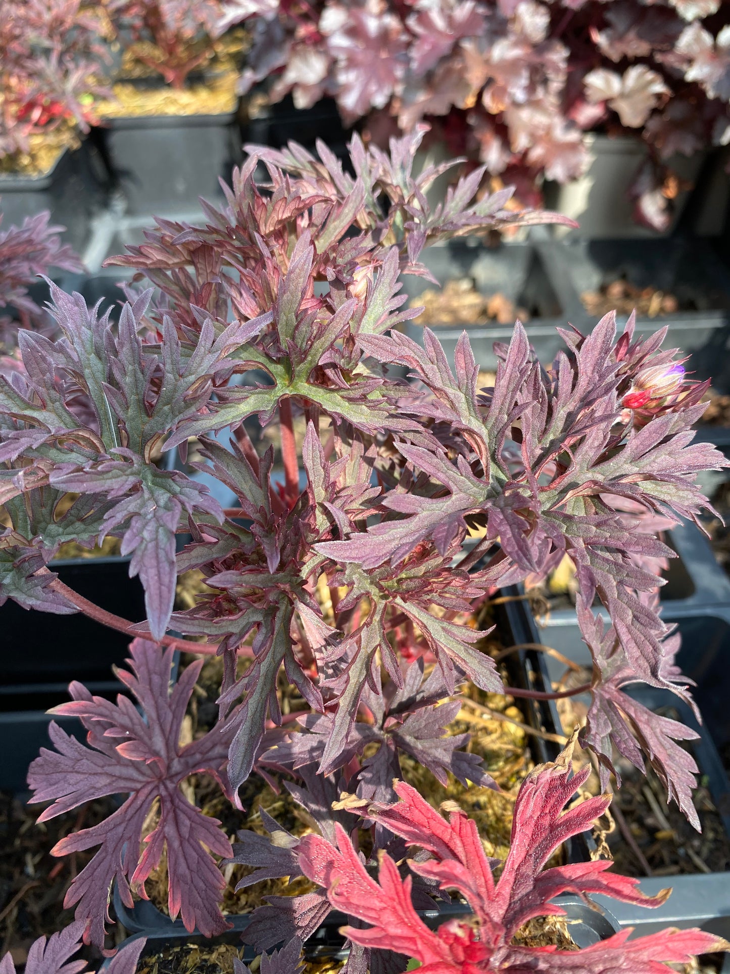 Geranium pratense 'Dark Reiter' Storchschnabel