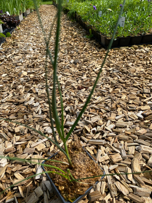 Allium obliquum Schiefer-Lauch, Schräger Lauch