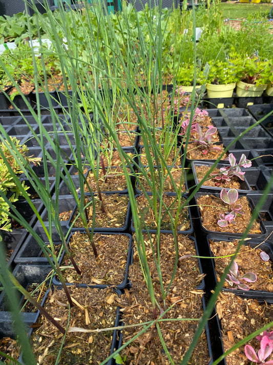 Allium obliquum Schiefer-Lauch, Schräger Lauch