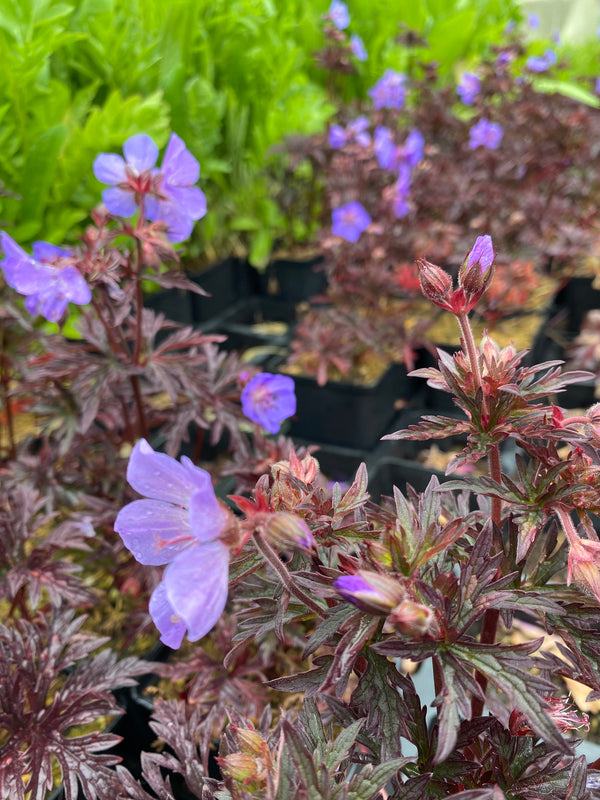 Geranium pratense 'Dark Reiter' Storchschnabel