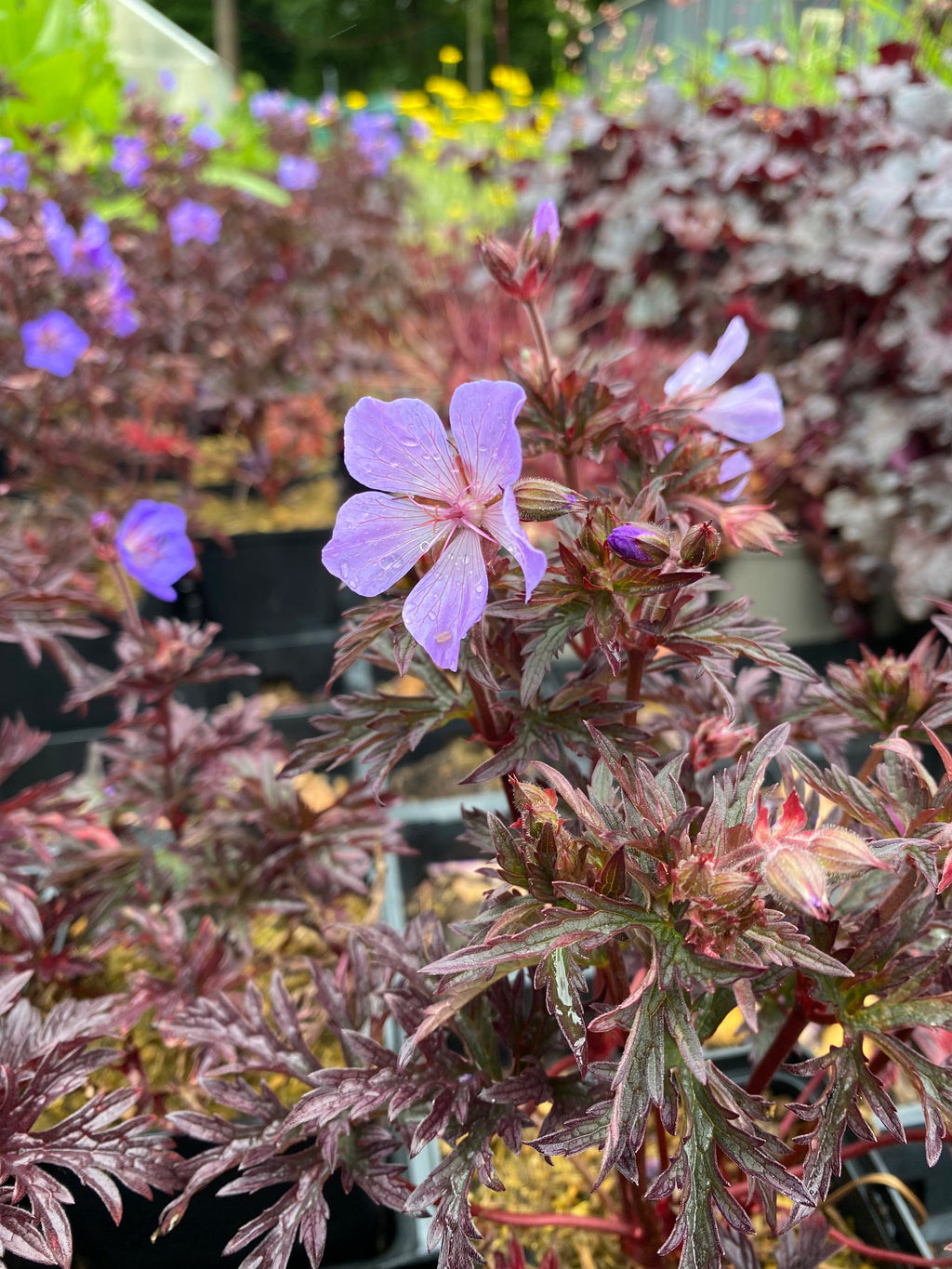 Geranium pratense 'Dark Reiter' Storchschnabel