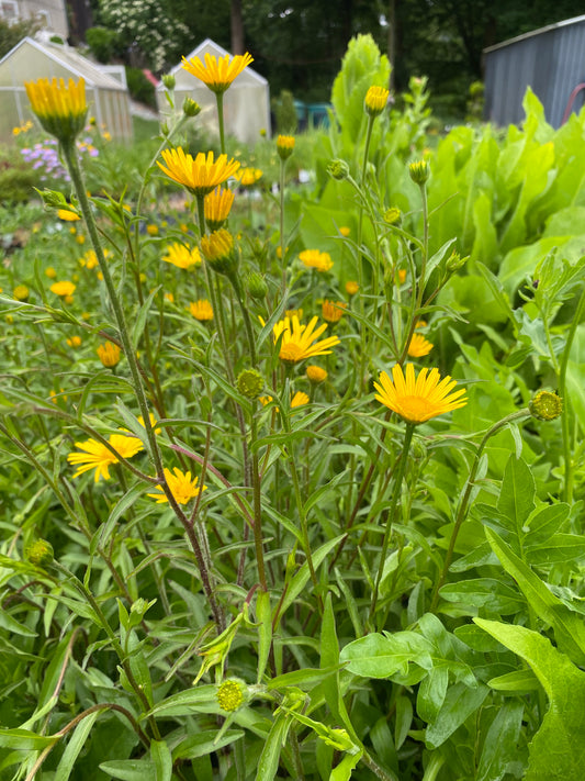 Buphthalmum salicifolium Ochsenauge
