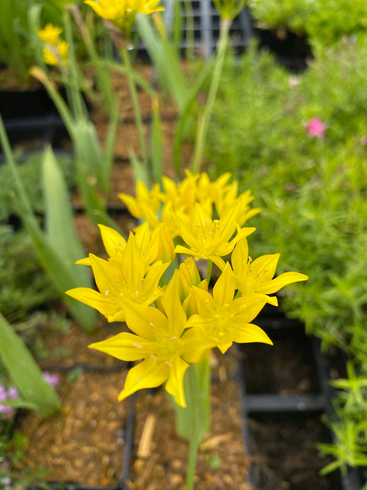 Allium moly Gold-Lauch