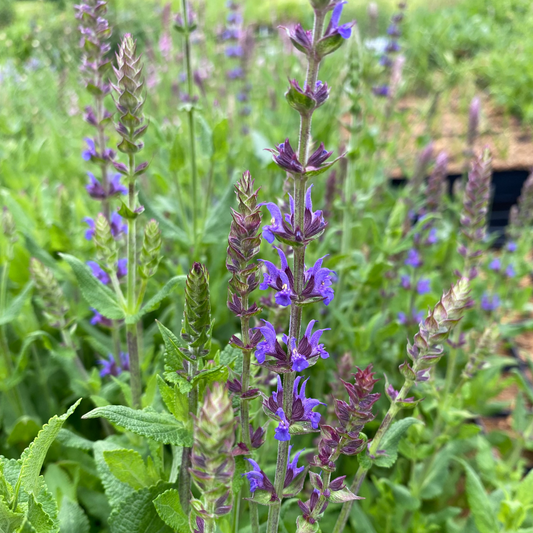 Salvia nemorosa 'Blaukönigin' Salbei