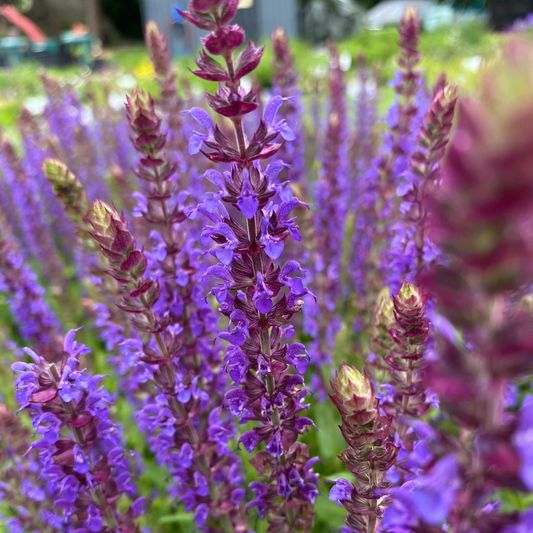 Salvia nemorosa 'Ostfriesland' Blüten-Salbei