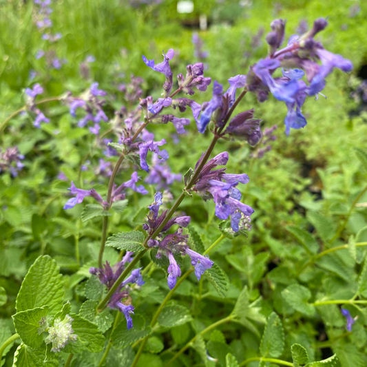 Nepeta racemosa Traubige Katzenminze