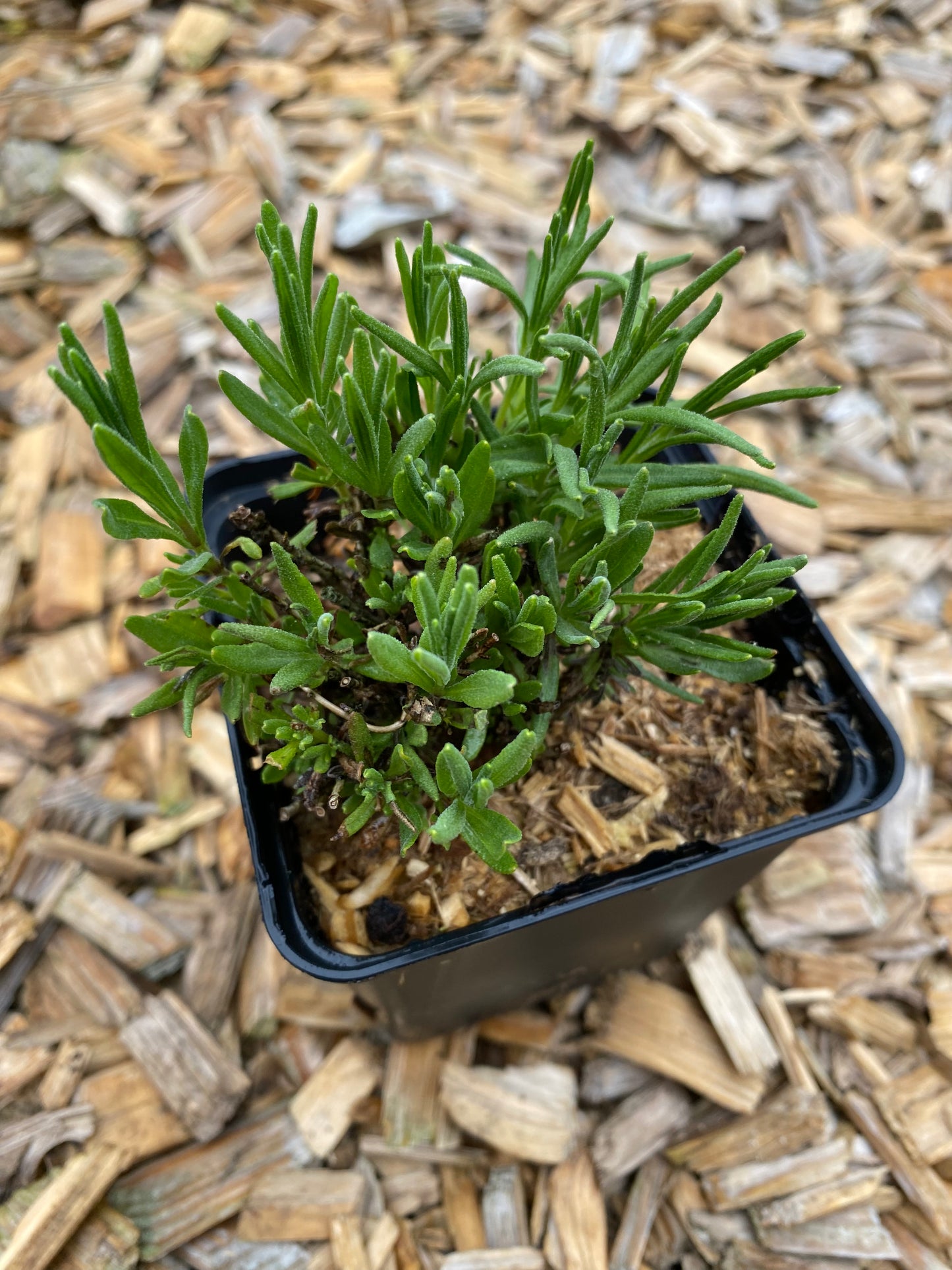 Lavandula angustifolia 'Munstead' Lavendel