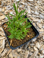 Lavandula angustifolia 'Middachten' Lavendel