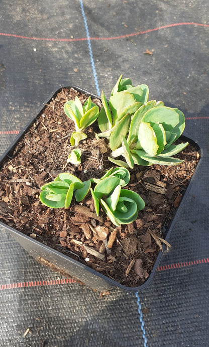 Sedum spectabile 'Carl'  Hohes Fettblatt