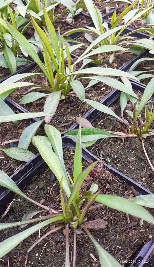 Aster dumosus 'Lady in Blue' Kissen-Aster