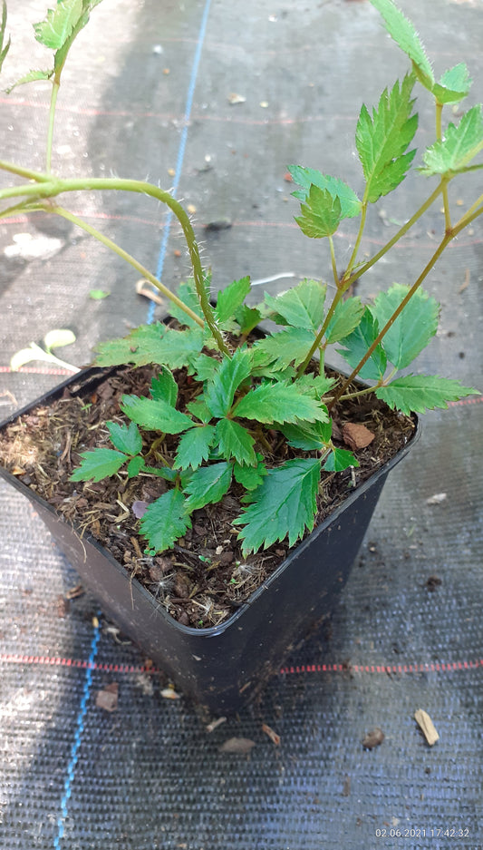 Astilbe chinensis 'Veronica Klose' Teppichspiere