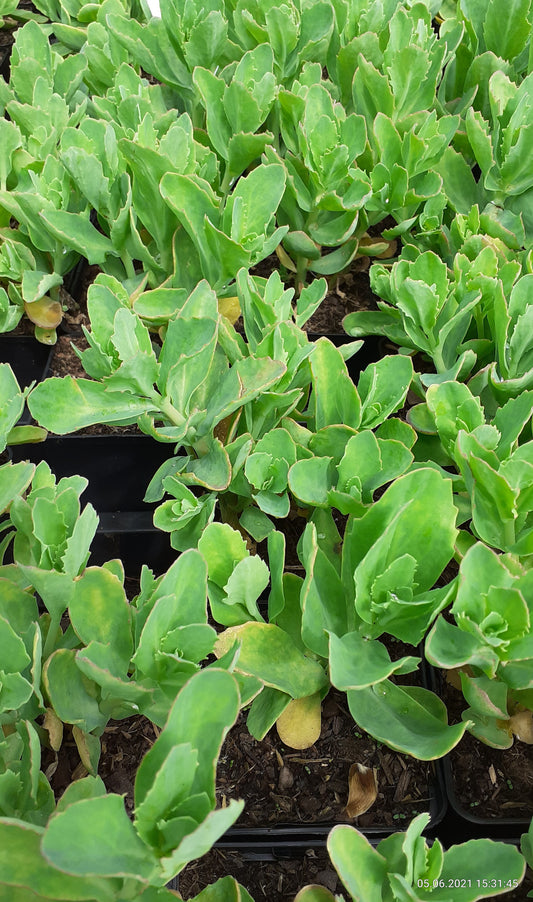 Sedum spectabile 'Carl'  Hohes Fettblatt
