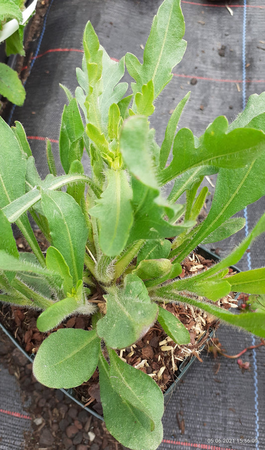Gaillardia aristata Prärie-Kokardenblume