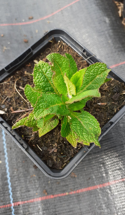 Salvia nemorosa 'Rosakönigin' Blüten-Salbei