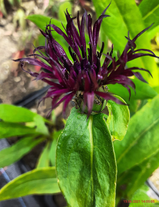 Centaurea montana 'Jordy' Flockenblume