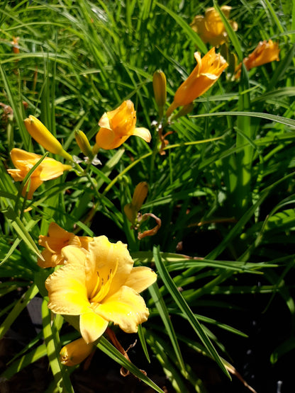 Hemerocallis × cultorum  Garten-Taglilie