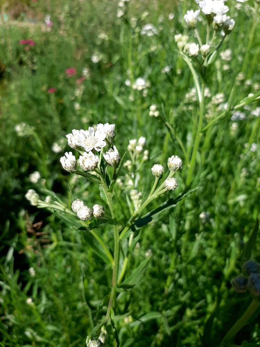 Achillea ptarmica 'The Pearl' Bertrams-Garbe